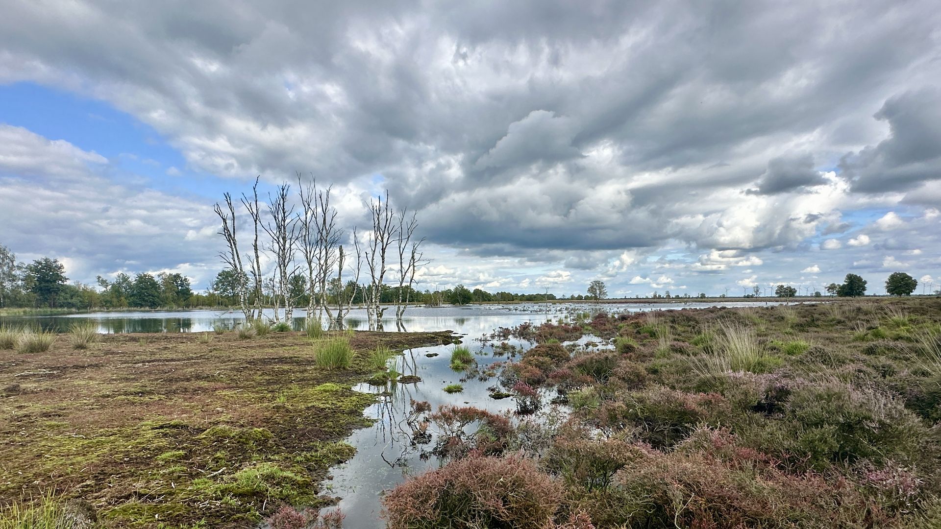 Bourtanger Moor
